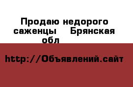 Продаю недорого саженцы. - Брянская обл.  »    
